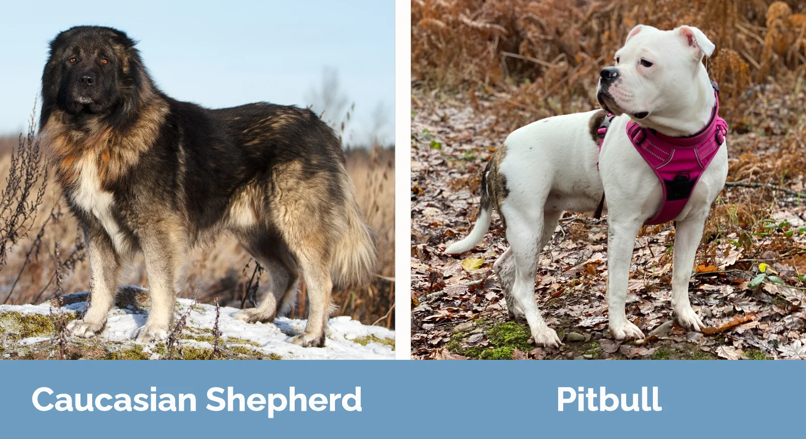 Caucasian Shepherd vs Pitbull - Visual Differences