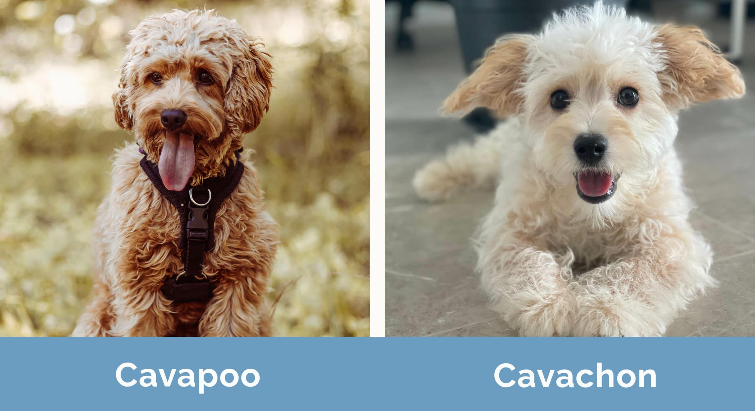 Cavapoo vs Cavachon side by side