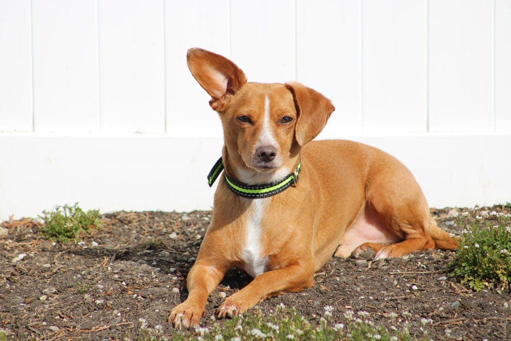 Chiweenie lying on ground outdoor