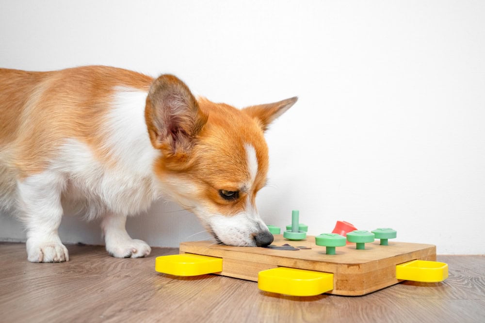 Corgi bent over interactive educational toy