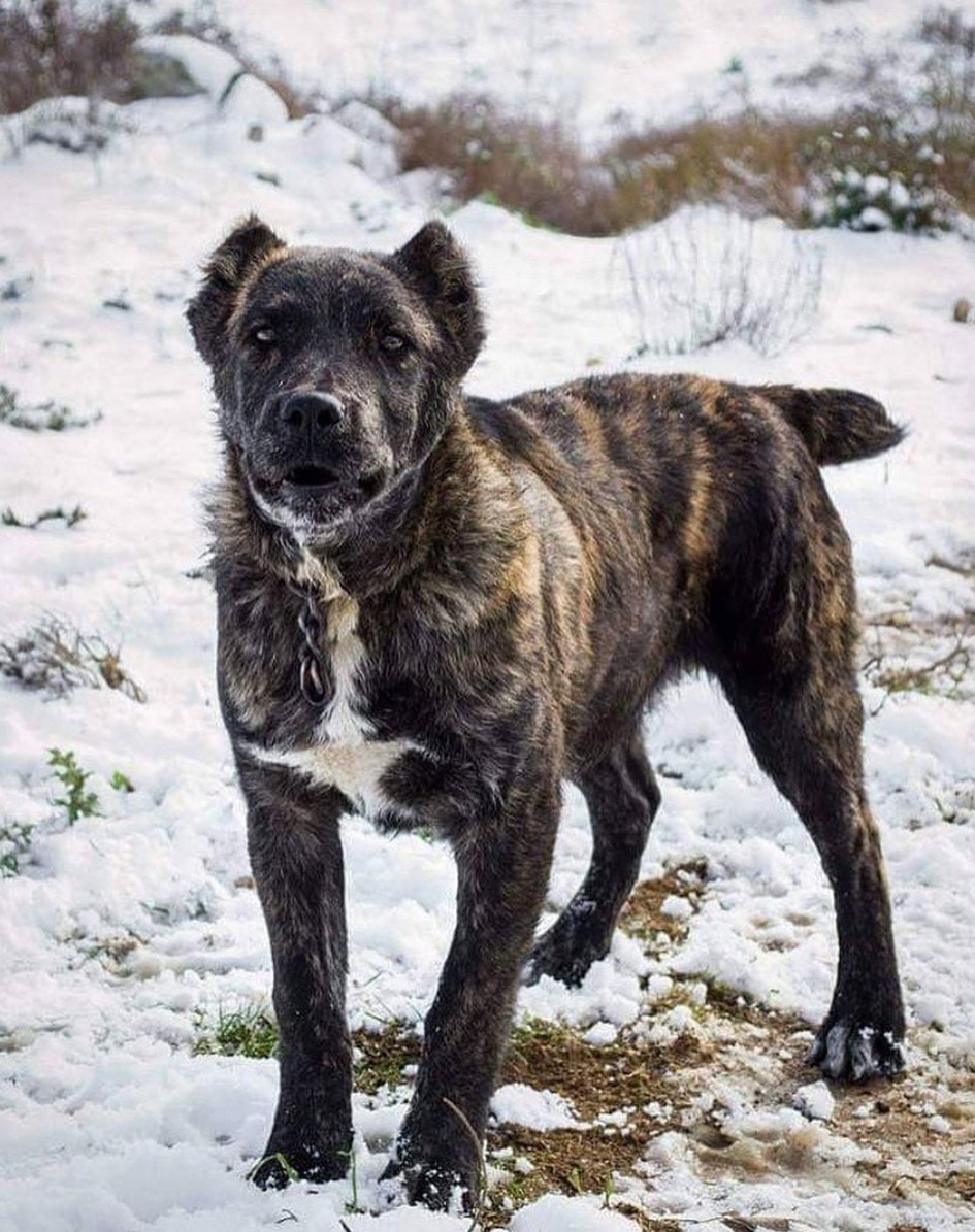 Dogo Sardesco standing on snow