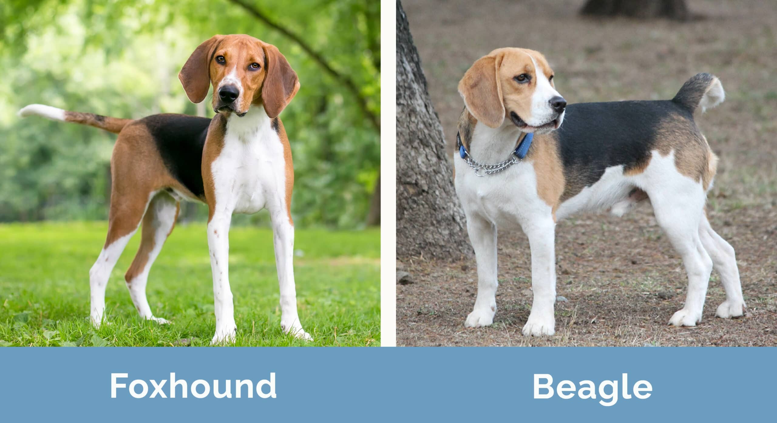 Foxhound vs Beagle side by side