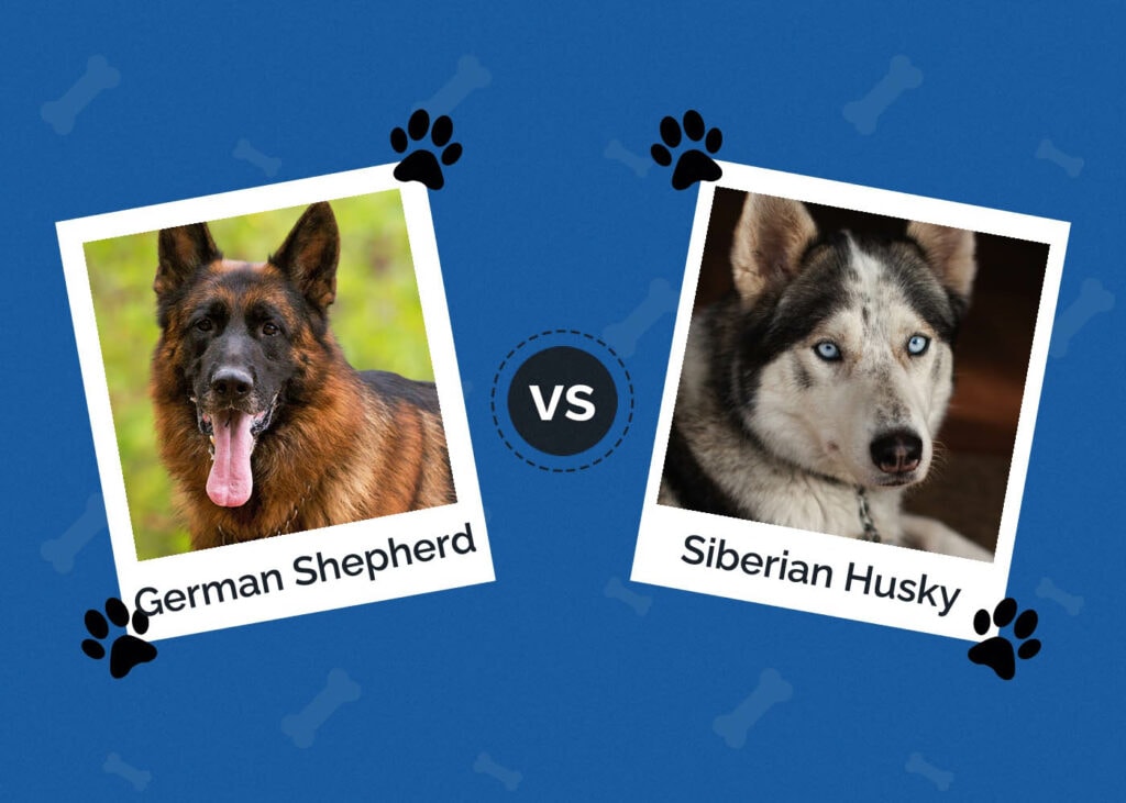 German Shepherd vs Husky
