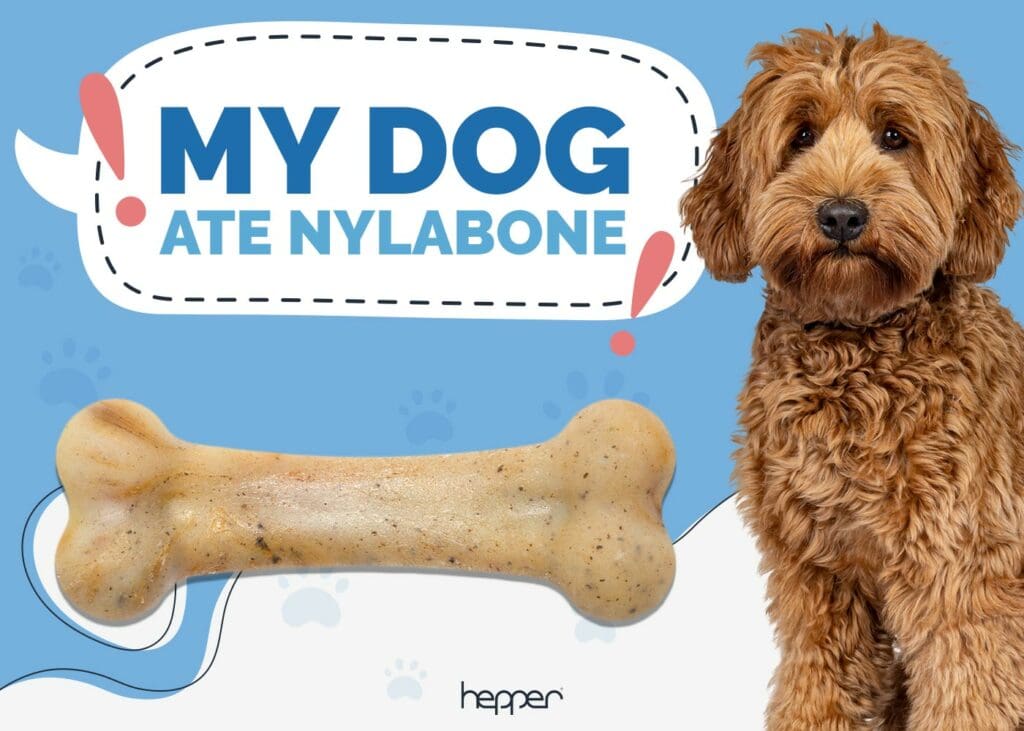 My Dog Ate a Nylabone