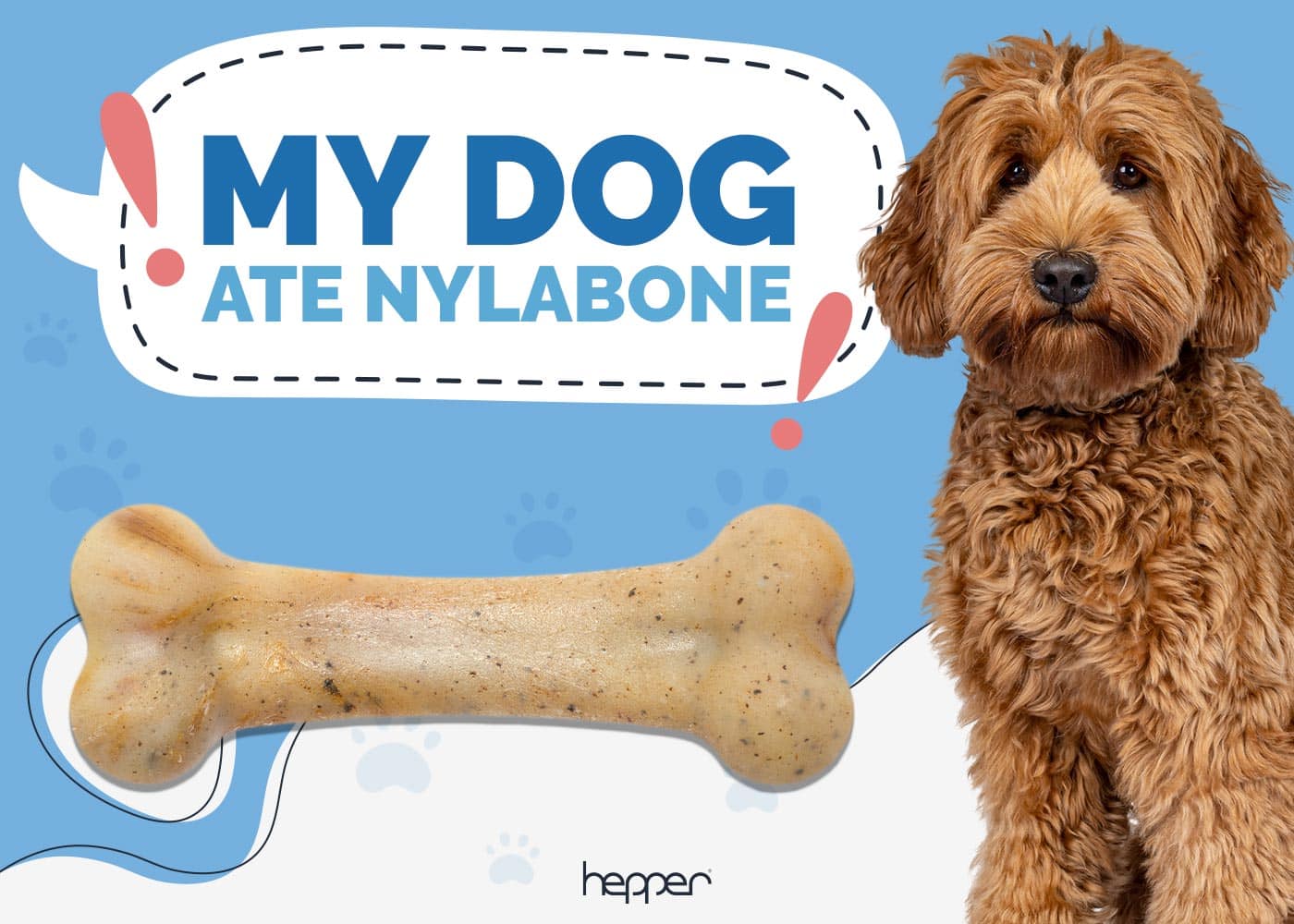 My Dog Ate a Nylabone
