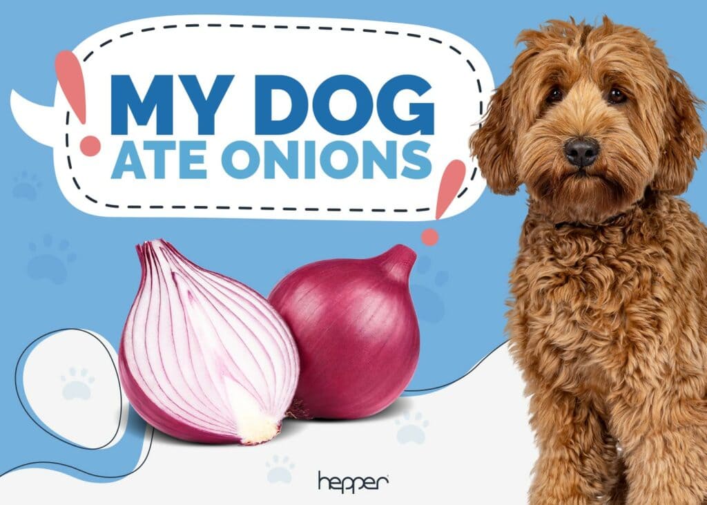 My Dog Ate Onions