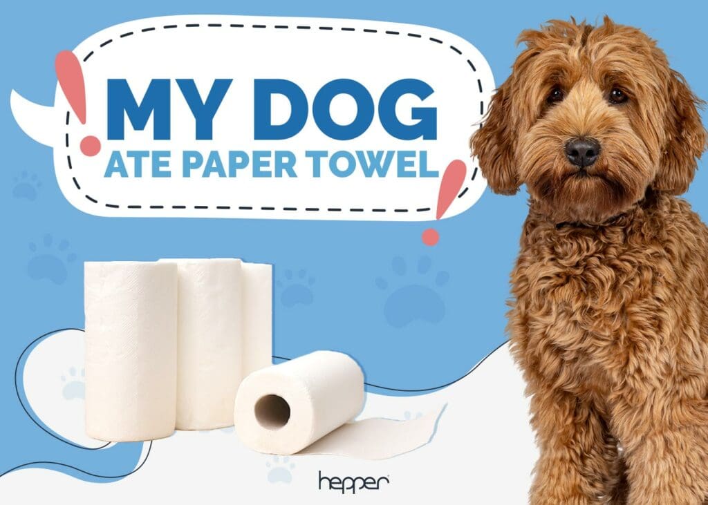 My Dog Ate Paper Towel!