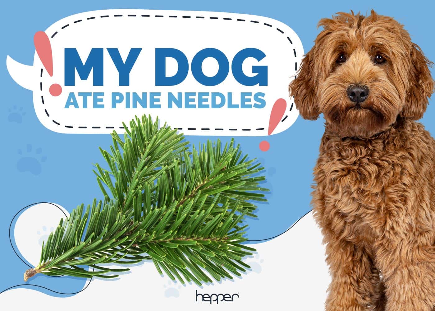 My Dog Ate Pine Needles, What Should I Do