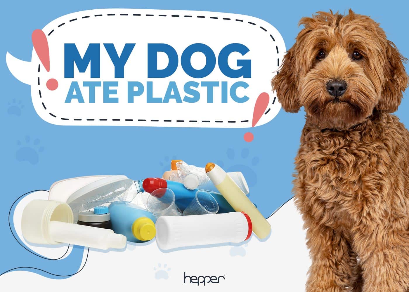 My Dog Ate Plastic