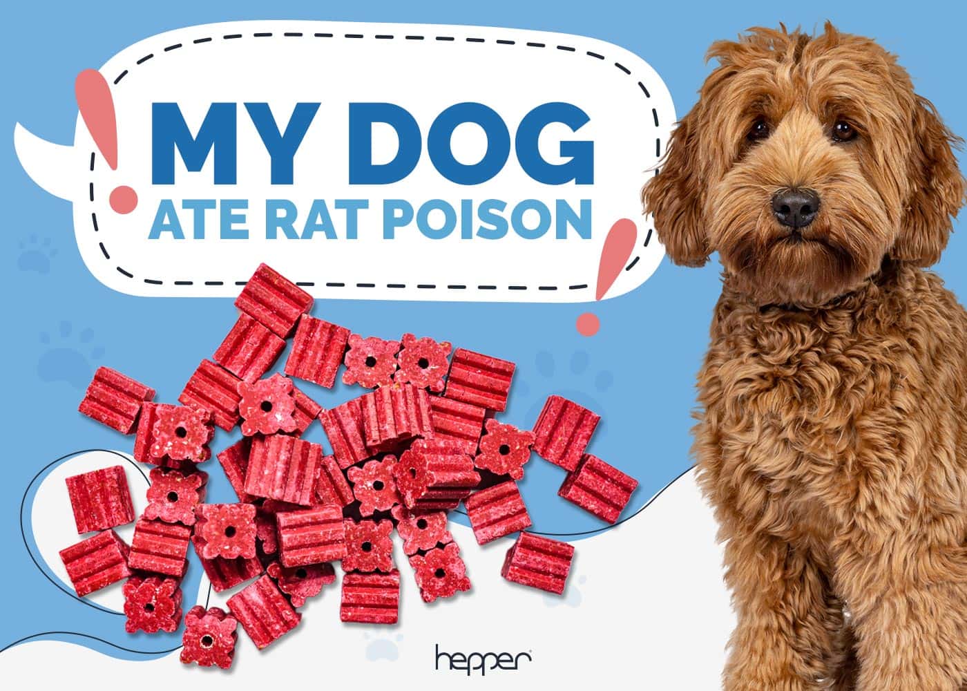 My Dog Ate Rat Poison