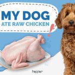 My Dog Ate Raw Chicken