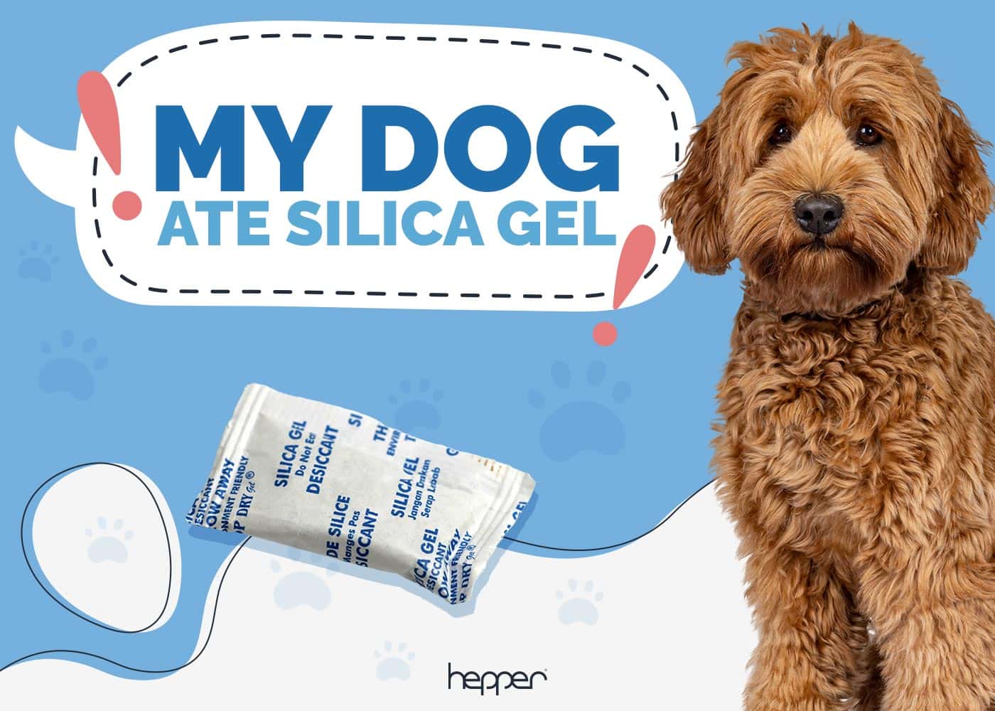 My Dog Ate Silica Gel