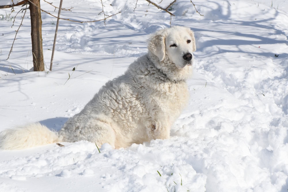 Kuvasz sitting on snow outdoors