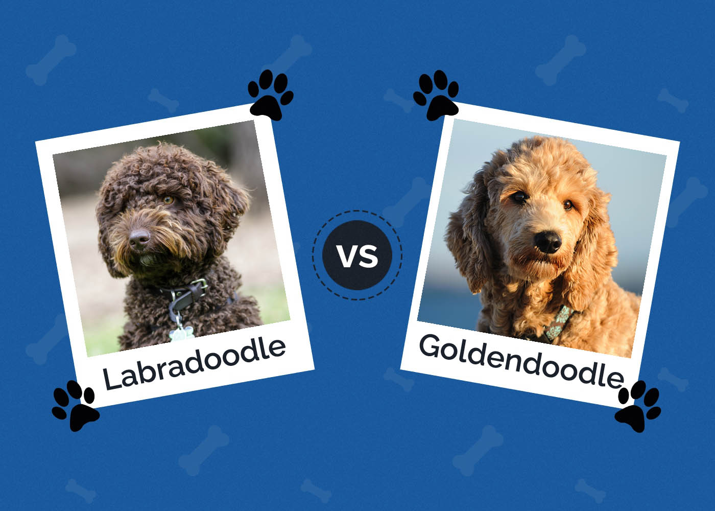Labradoodle vs Goldendoodle
