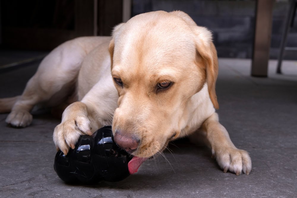 Labrador puppy playing with dog toy with treats
