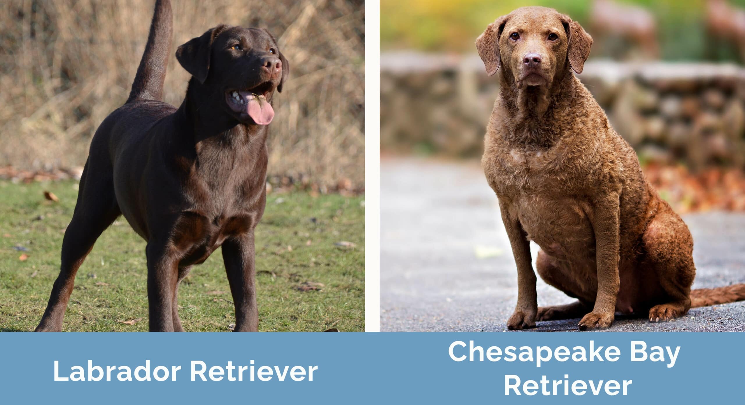 Labrador vs Chesapeake Bay Retriever side by side