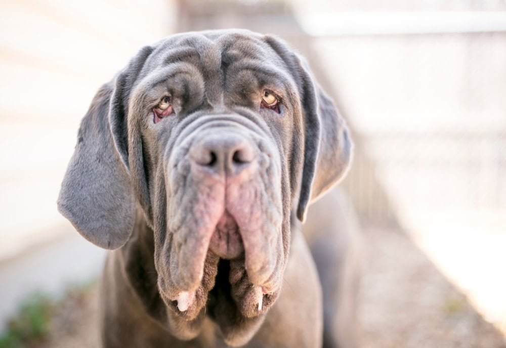 Neapolitan Mastiff dog jowl