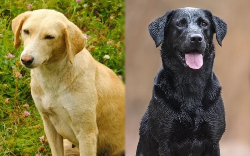 Parent breeds of Bully Kutta Lab