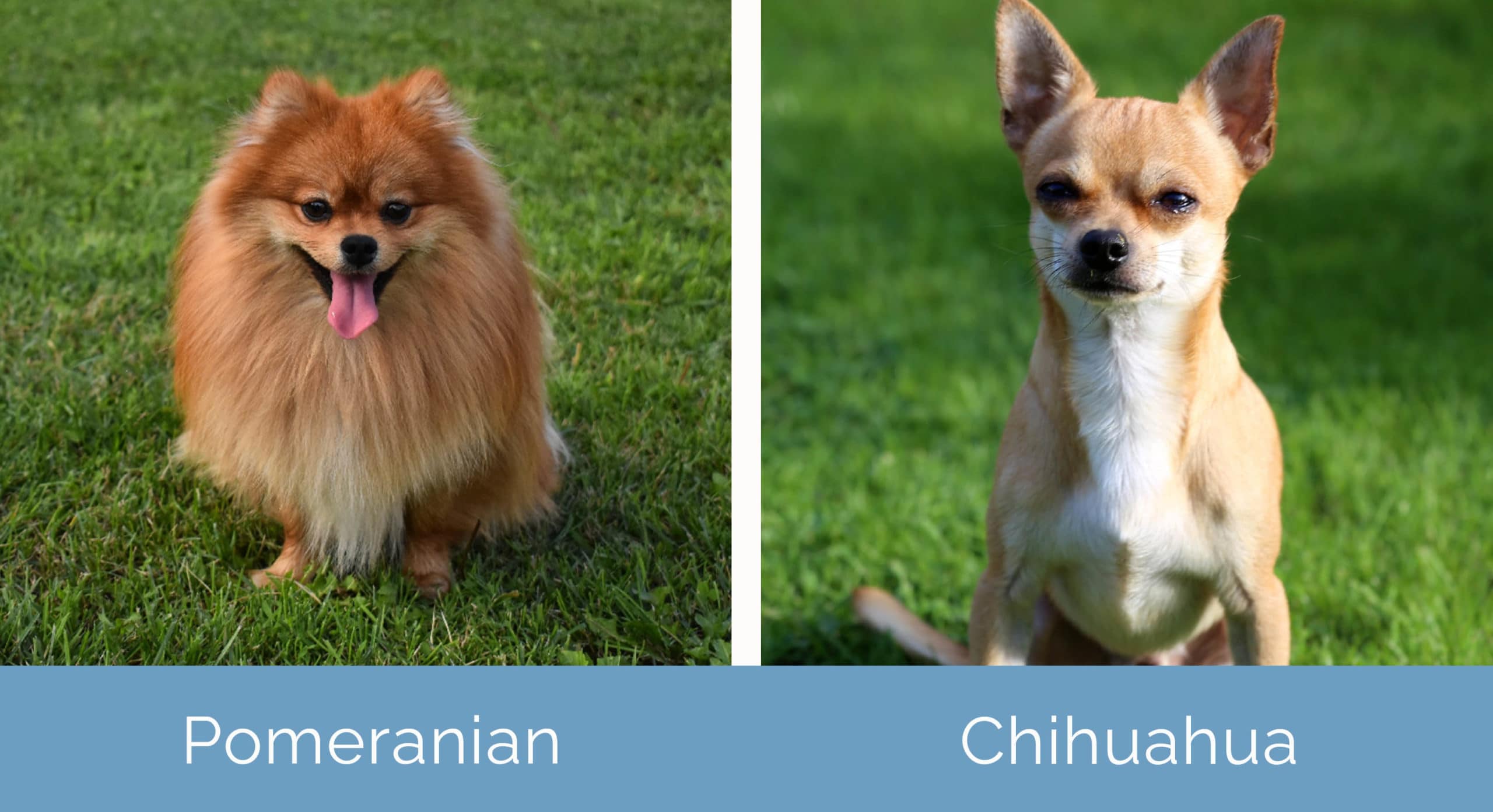 Pomeranian vs Chihuahua side by side