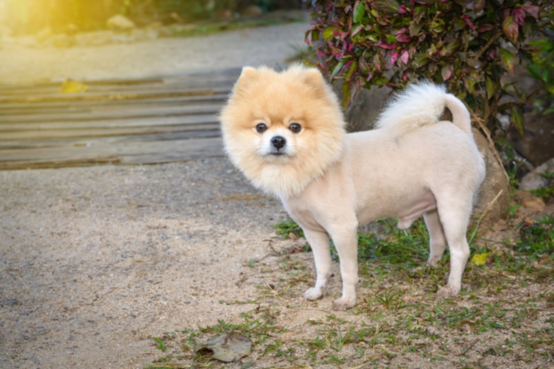 Pomeranian with a lion cut