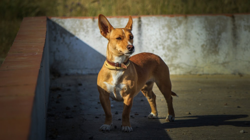 Portuguese Podengo dog looking far outdoors