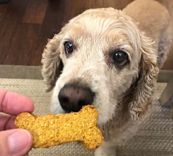 Pumpkin peanut butter dog biscuit