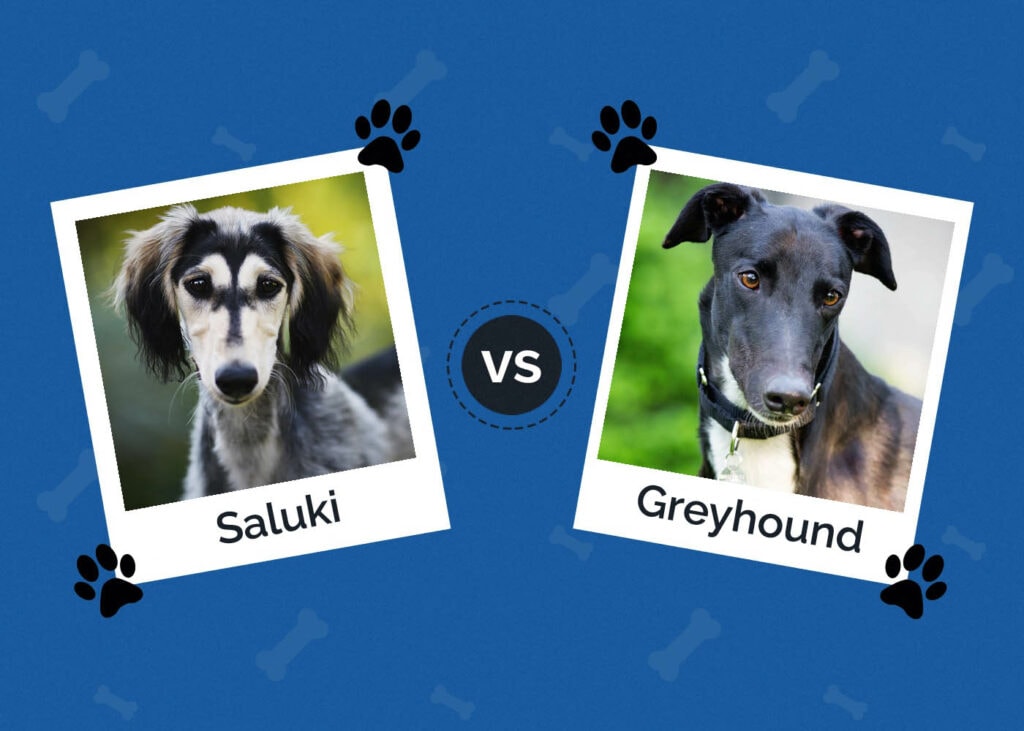 Saluki vs Greyhound