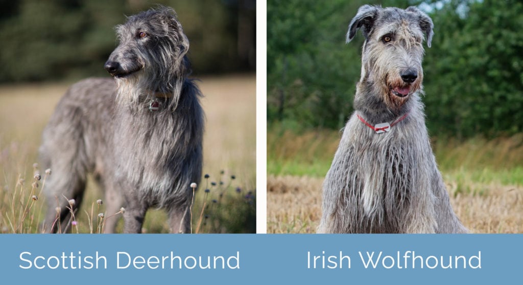 Scottish Deerhound vs Irish Wolfhound side by side