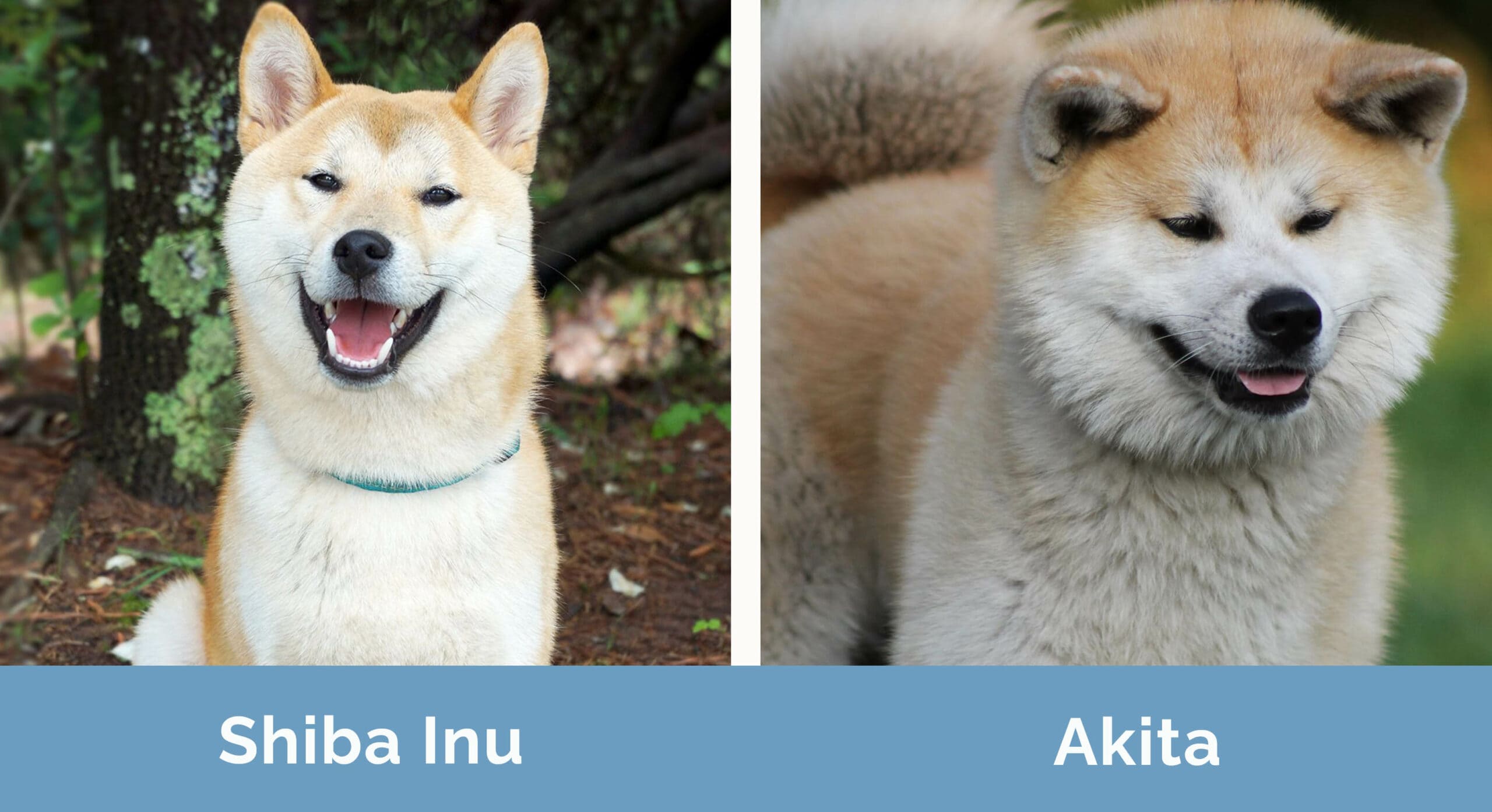 Shiba Inu vs Akita side by side