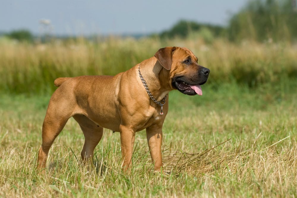Standing boerboel dog in a summer meadow