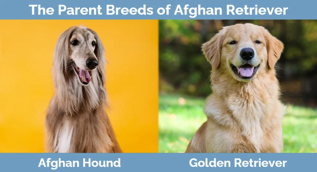 The parent breeds of Afghan Retriever