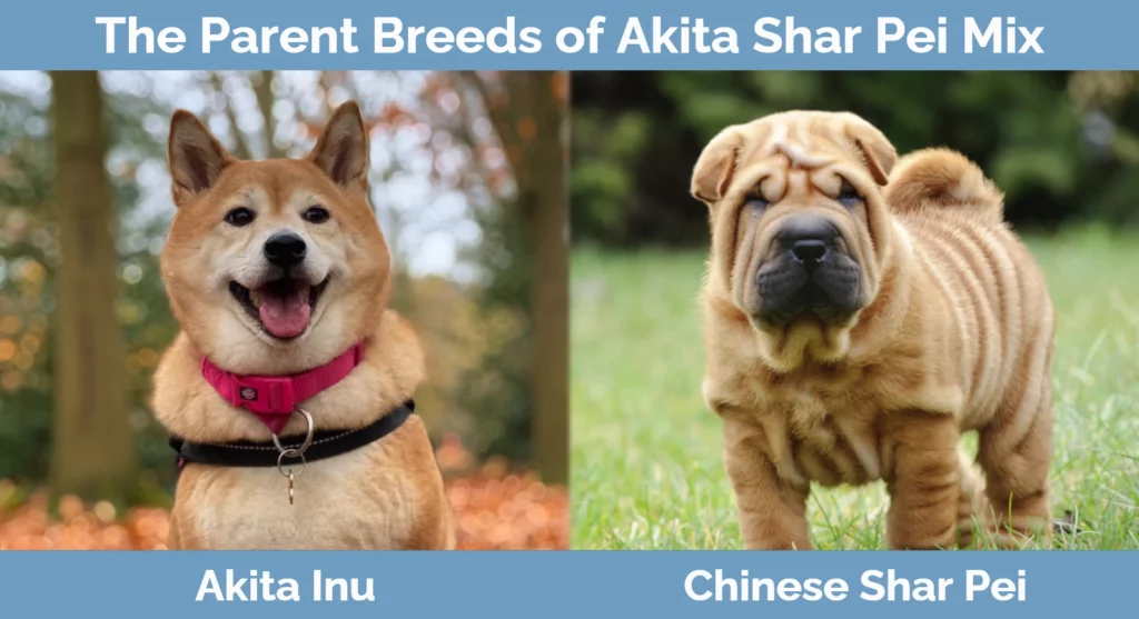 The parent breeds of Akita Shar Pei Mix