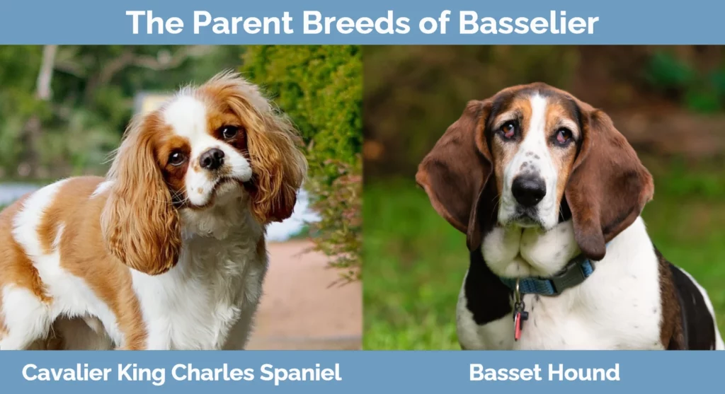 The parent breeds of Basselier