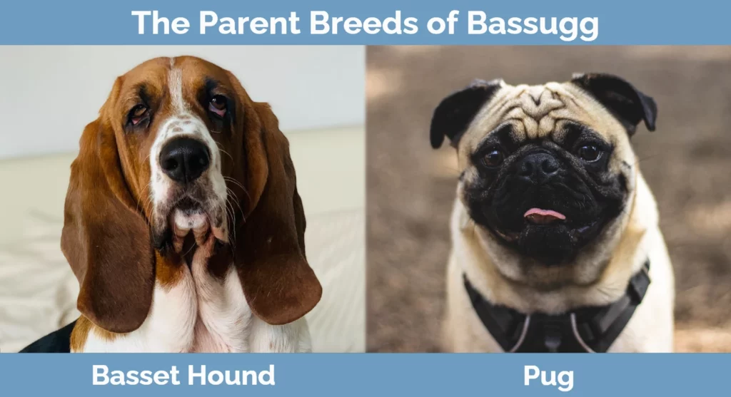 The parent breeds of Bassugg