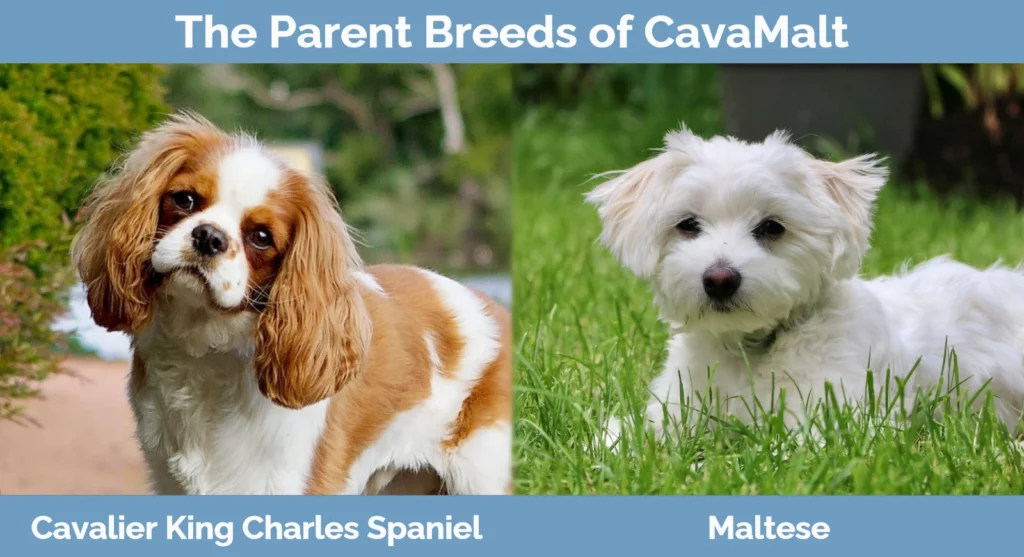 The parent breeds of CavaMalt