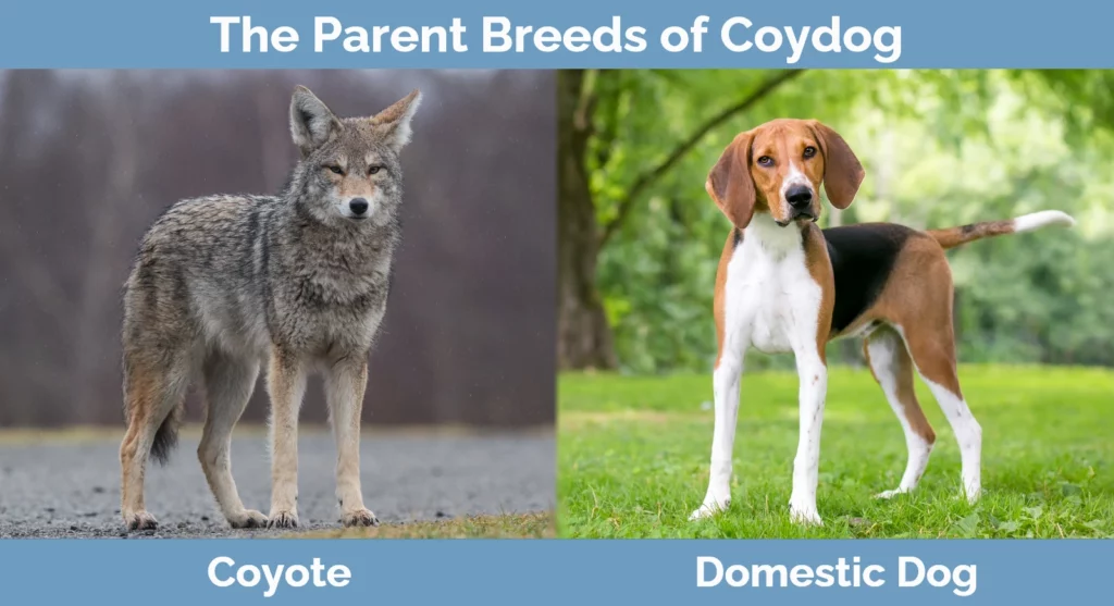 The parent breeds of Coydog