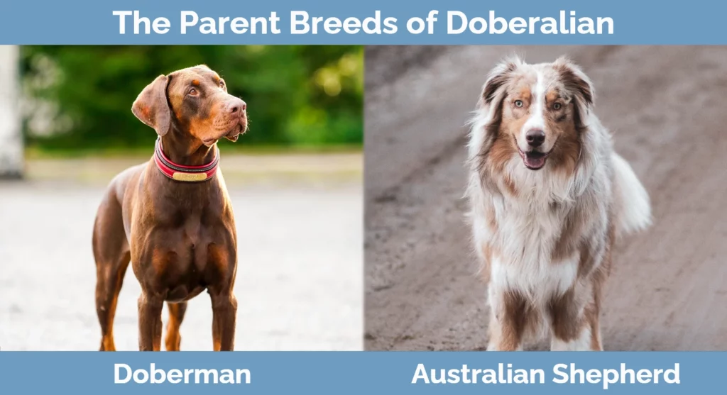 The parent breeds of Doberalian