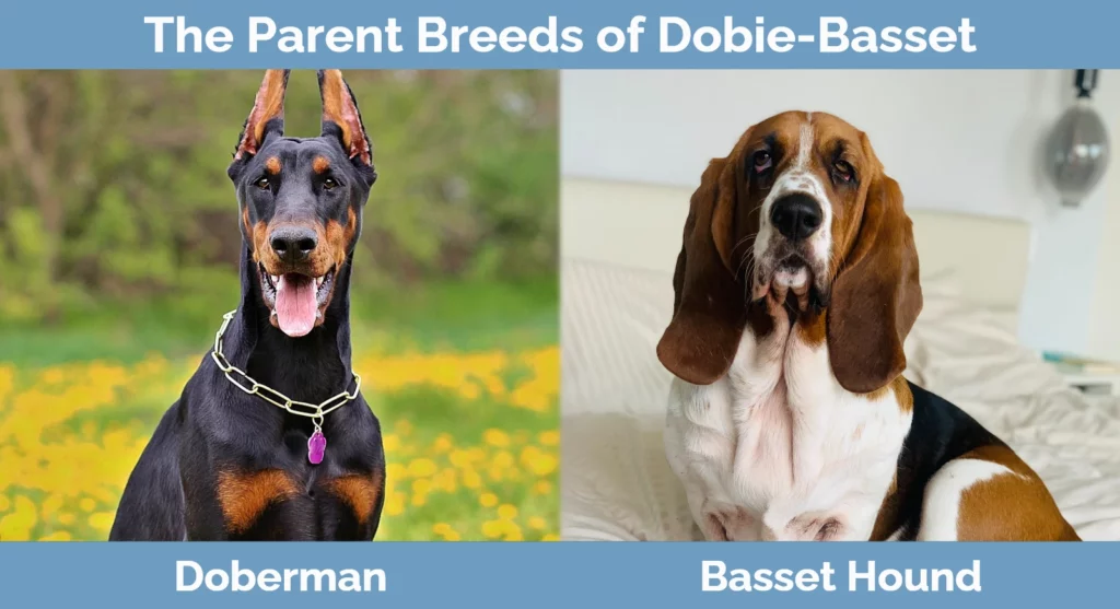 The parent breeds of Dobie-Basset