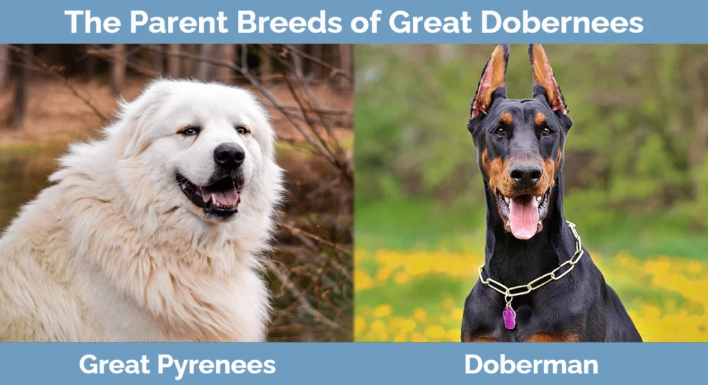 The parent breeds of Great Dobernees
