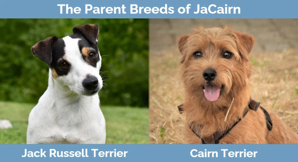 The parent breeds of JaCairn