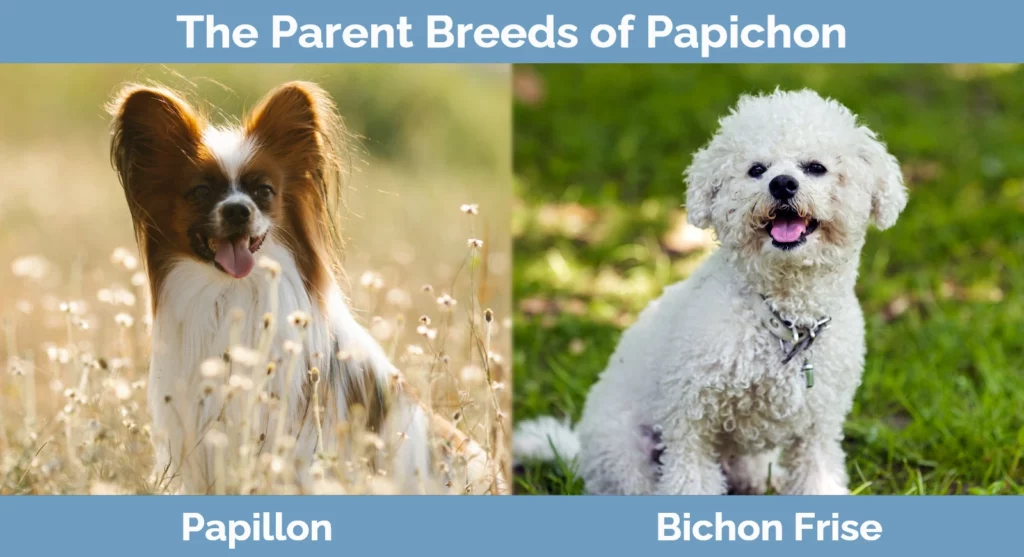 The parent breeds of Papichon