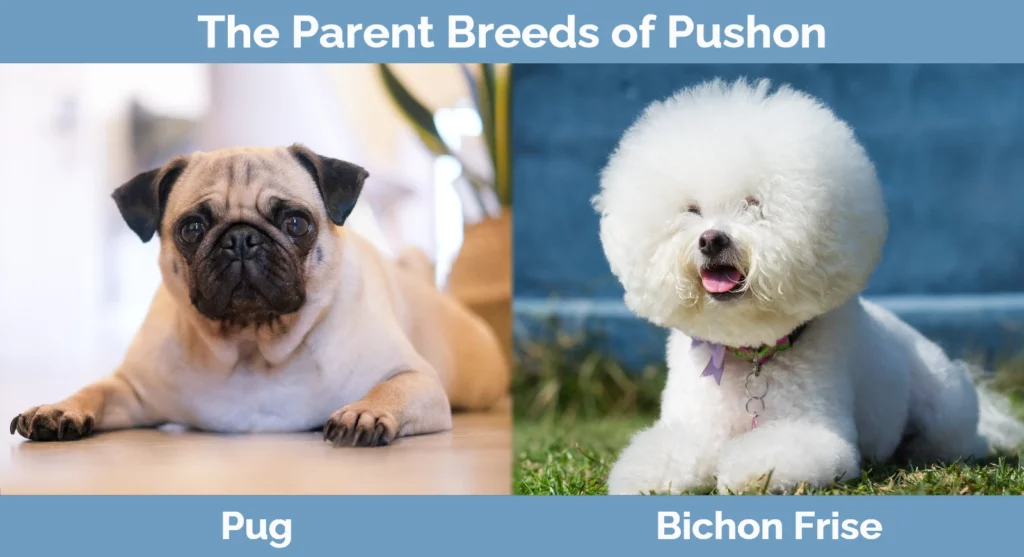 The parent breeds of Pushon