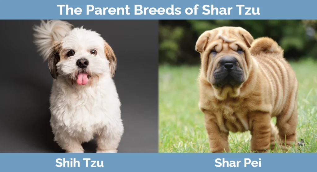 The parent breeds of Shar Tzu