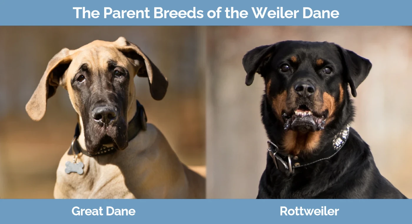 The parent breeds of the Weiler Dane (Great Dane Rottweiler Mix)