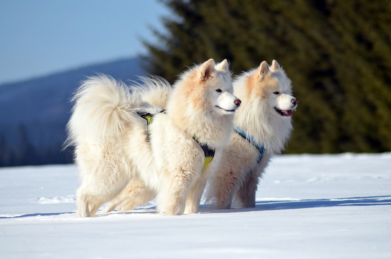 Two Samoyed dogs walking on snow