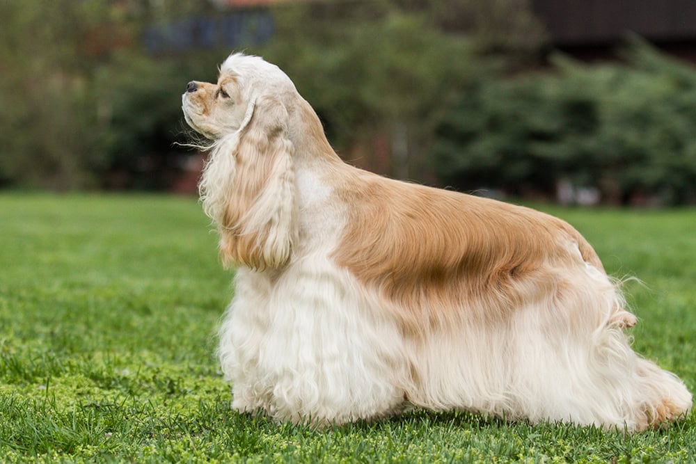 american cocker spaniel dog at the park
