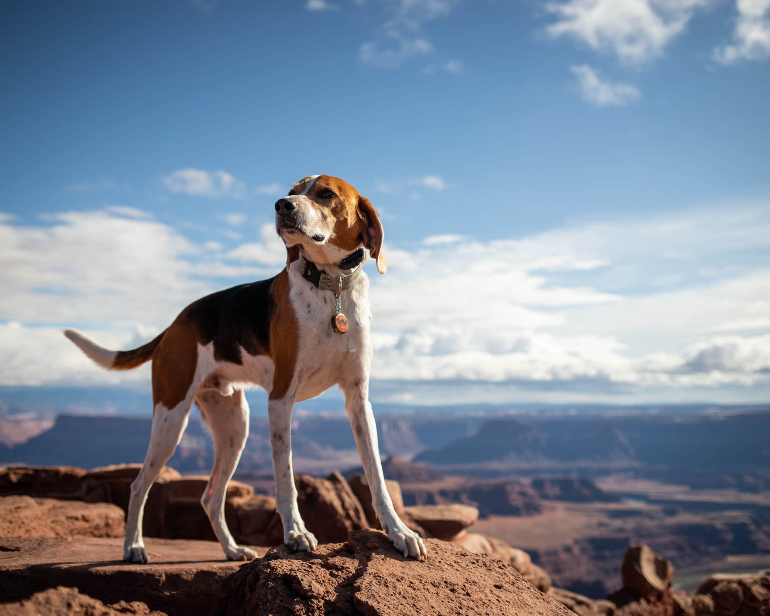 american foxhound