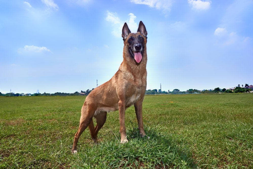 belgian malinois dog out in the field