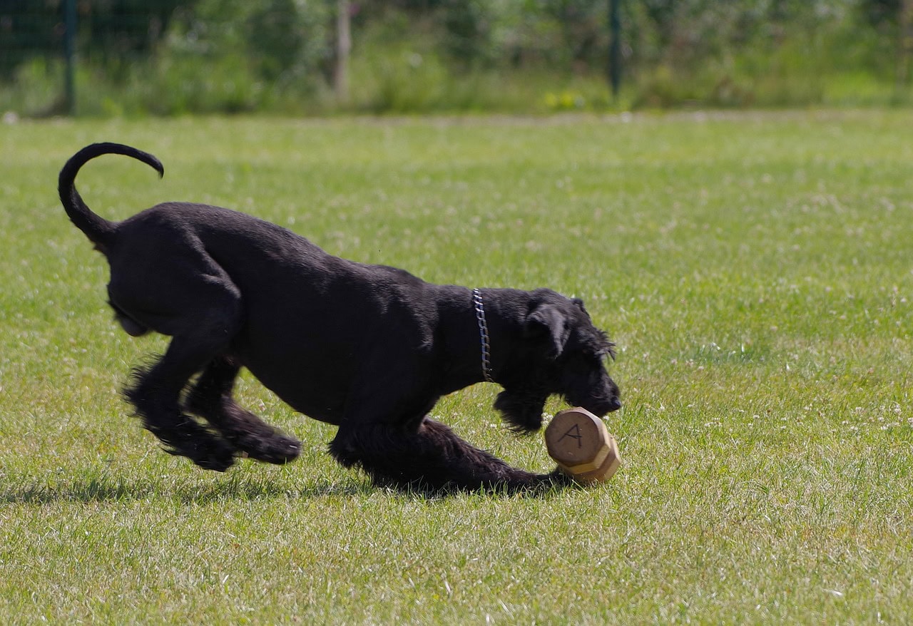 black giant Schnauzer playing with toy