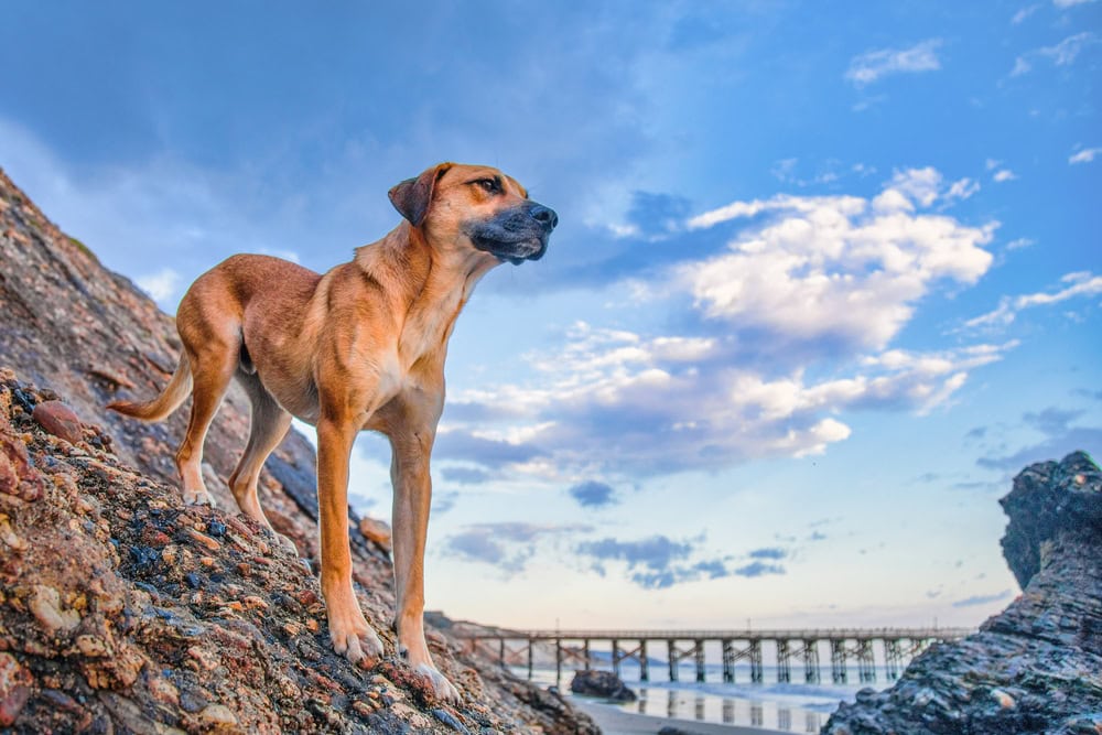 Black Mouth Cur dog on the rocks under the cloudy sky